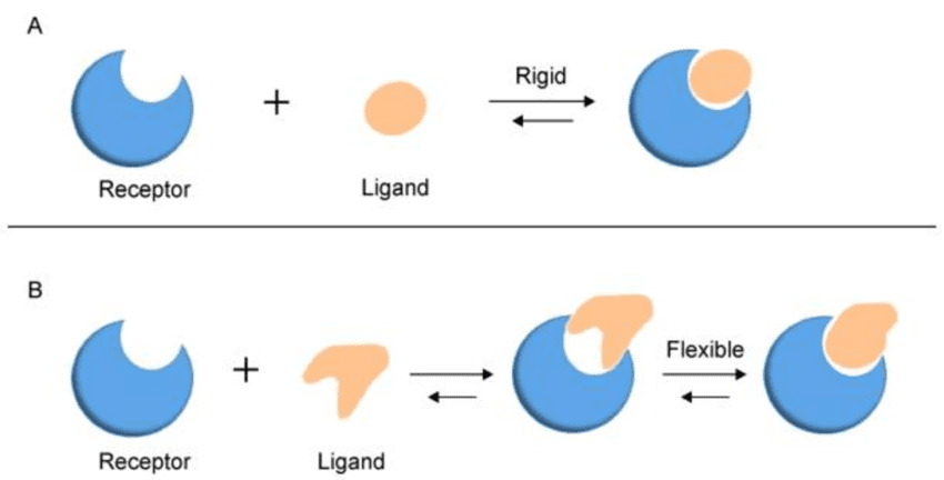 Comparison showing Lock and Key model (rigid fitting) versus Induced Fit model (flexible adjustment) with before, during, and after binding states