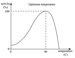 Bell-shaped curve showing enzyme activity vs. temperature, with labels for low activity at low temp, optimum at body temperature, and denaturation at high temp