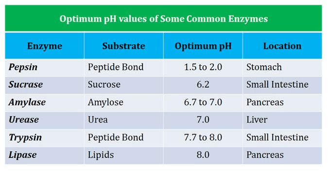 Enzyme | Optimal pH | Location | Function Pepsin | 1.5-2.0 | Stomach | Protein digestion Trypsin | 8.0-8.5 | Small intestine | Protein digestion Amylase | 6.7-7.0 | Mouth/Pancreas | Starch digestion Catalase | 7.0 | Liver cells | H₂O₂ breakdown