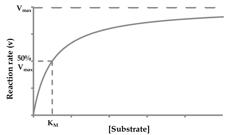 Substrate concentration vs. reaction rate showing hyperbolic curve approaching Vmax