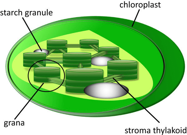 Cross-section of a chloroplast showing double membrane, grana (stacks of thylakoids), stroma, and chlorophyll molecules
