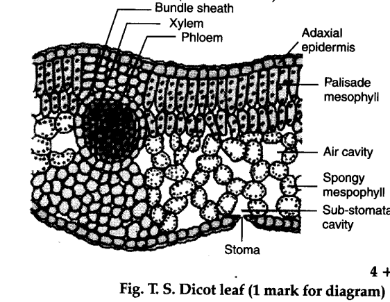 Cross-section of a dicotyledonous leaf showing all layers from upper epidermis to lower epidermis, with labels for cuticle, palisade mesophyll, spongy mesophyll, air spaces, vascular bundle (xylem and phloem), stomata, and guard cells
