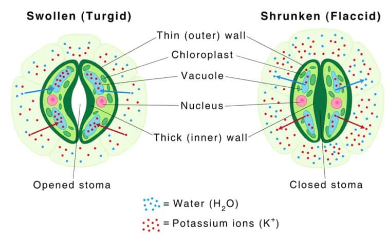 Detailed view of stomata showing open and closed states, with guard cells in turgid and flaccid conditions