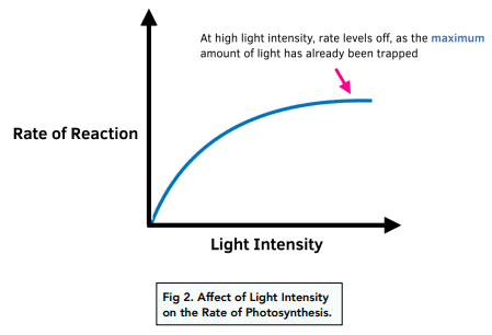 Graph showing rate of photosynthesis vs. light intensity, with curve showing initial linear increase, then plateau