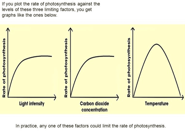 Graph showing rate of photosynthesis vs. temperature, with optimum point at peak, then sharp decline after denaturation temperature