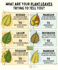 Visual comparison of healthy plant vs. plants with nitrogen, phosphorus, potassium, and magnesium deficiencies, showing characteristic leaf symptoms