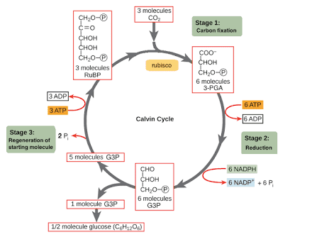 Flow chart showing glucose molecule in center with arrows pointing to five uses: respiration, starch storage, cellulose production, protein synthesis, and fats/oils