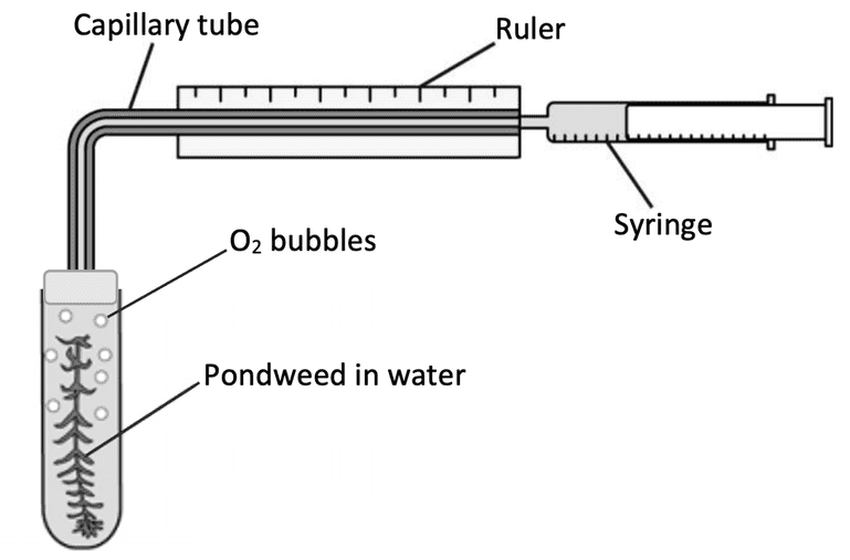 Experimental setup showing pondweed in test tube, light source at measured distance, collection of oxygen bubbles