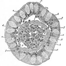 Cross-section of small intestine showing villi and microvilli structure with labeled parts including epithelial cells, capillaries, and lacteal