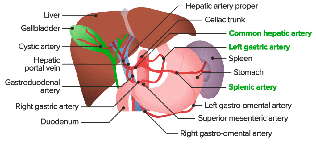 Liver structure showing hepatocytes, bile ducts, blood vessels, and connection to gallbladder and small intestine