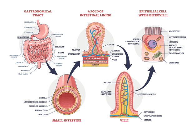 Villus showing different absorption pathways for carbohydrates, proteins, and fats, including blood capillaries and lacteal