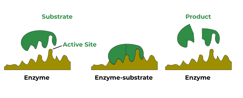 Enzyme action showing substrate, enzyme, enzyme-substrate complex, and products with lock-and-key model illustration
