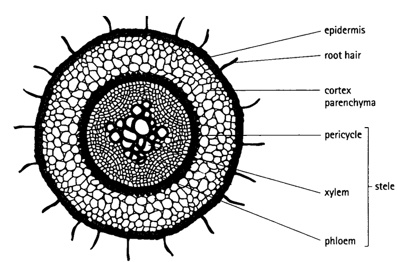 Cross-section of xylem vessels showing lignified walls in spiral/ring patterns, hollow lumen, and pits. Include comparison with living phloem cells nearby