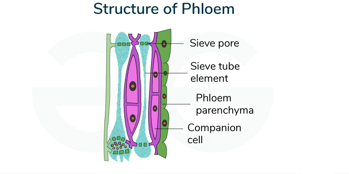 Longitudinal section of phloem showing sieve tube elements with sieve plates, companion cells with nucleus, and plasmodesmata connections between them