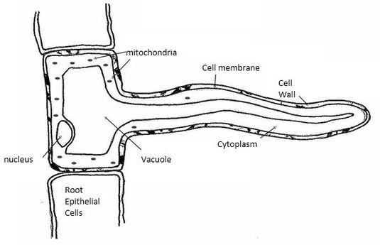 Root hair cell showing thin cell wall, large vacuole, soil particles around it, and water movement into the cell. Include labels for cell membrane, nucleus, and vacuole