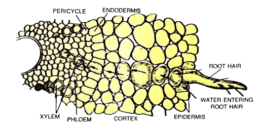 Cross-section of root showing all three pathways with arrows indicating water movement from root hair through cortex to xylem. Label the epidermis, cortex, endodermis with Casparian strip, and central xylem