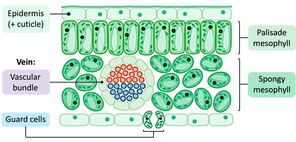 Cross-section of a leaf showing upper epidermis, palisade mesophyll, spongy mesophyll with air spaces, lower epidermis with stomata and guard cells, and xylem/phloem in veins