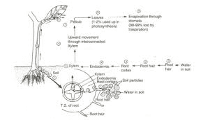 Flowchart showing the transpiration stream from soil → root hairs → xylem in root → xylem in stem → xylem in leaf → mesophyll cells → air spaces → stomata → atmosphere. Include arrows and labels for each stage