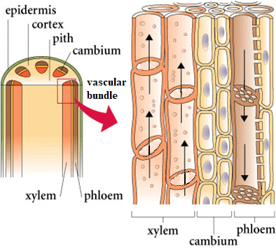 Translocation process showing source (leaf) with high pressure, phloem sieve tube with direction of flow, and sink (root/fruit) with low pressure. Include labels for active loading, osmosis, mass flow, and active unloading
