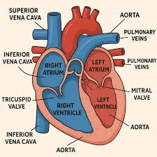 Detailed cross-section of the heart showing four chambers, major blood vessels (vena cava, pulmonary artery, pulmonary vein, aorta), valves (tricuspid, bicuspid, semi-lunar), and wall thickness differences. Use arrows to show blood flow direction