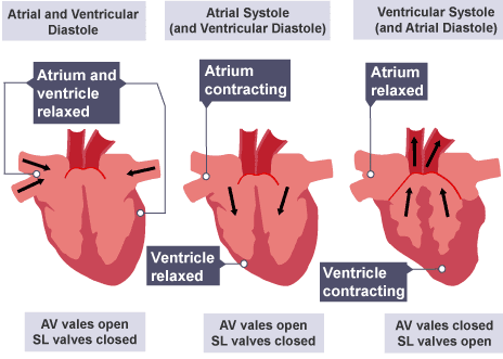 Three-stage diagram showing the cardiac cycle phases with arrows indicating blood flow and valve positions (open/closed) during atrial systole, ventricular systole, and diastole