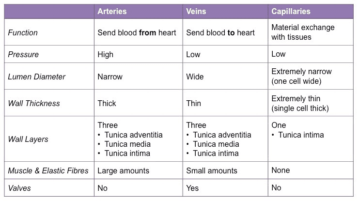 Comparison table and structural diagrams showing cross-sections of arteries, veins, and capillaries with labeled features including wall thickness, lumen size, presence of valves, and relative pressure