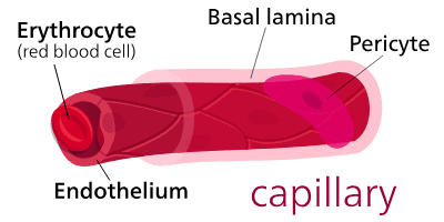 Detailed view of capillary bed showing arterial end, venous end, and exchange of materials (oxygen, glucose, CO2, waste) between blood and tissue cells