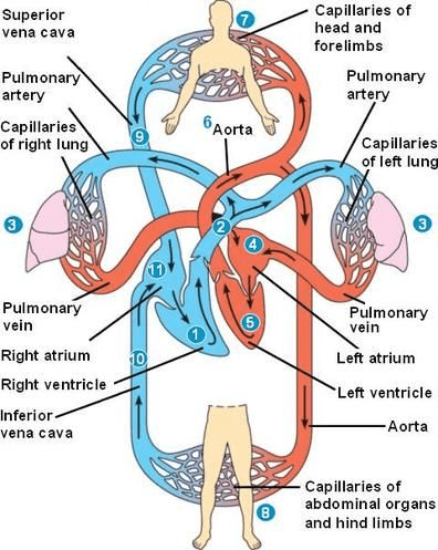 Schematic showing double circulation with two circuits clearly labeled - pulmonary circulation (right side of heart to lungs) and systemic circulation (left side of heart to body). Use different colors for oxygenated (red) and deoxygenated (blue) blood