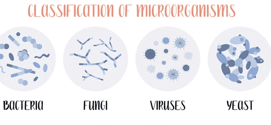 Comparative sizes of different pathogens - bacteria, viruses, fungi, and protists with scale reference