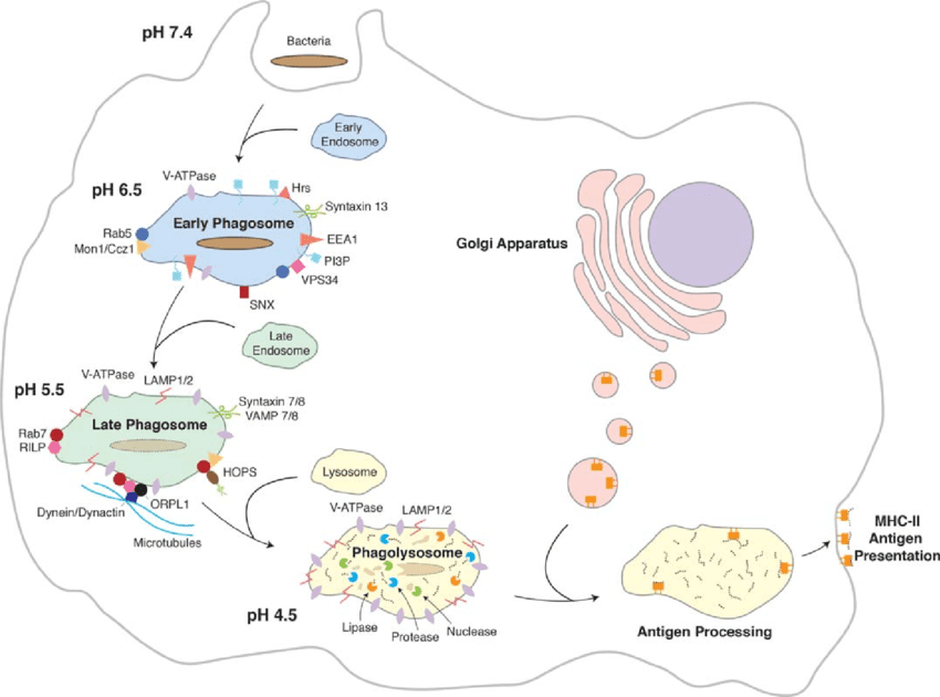 Phagocytosis process showing stages from pathogen recognition to destruction