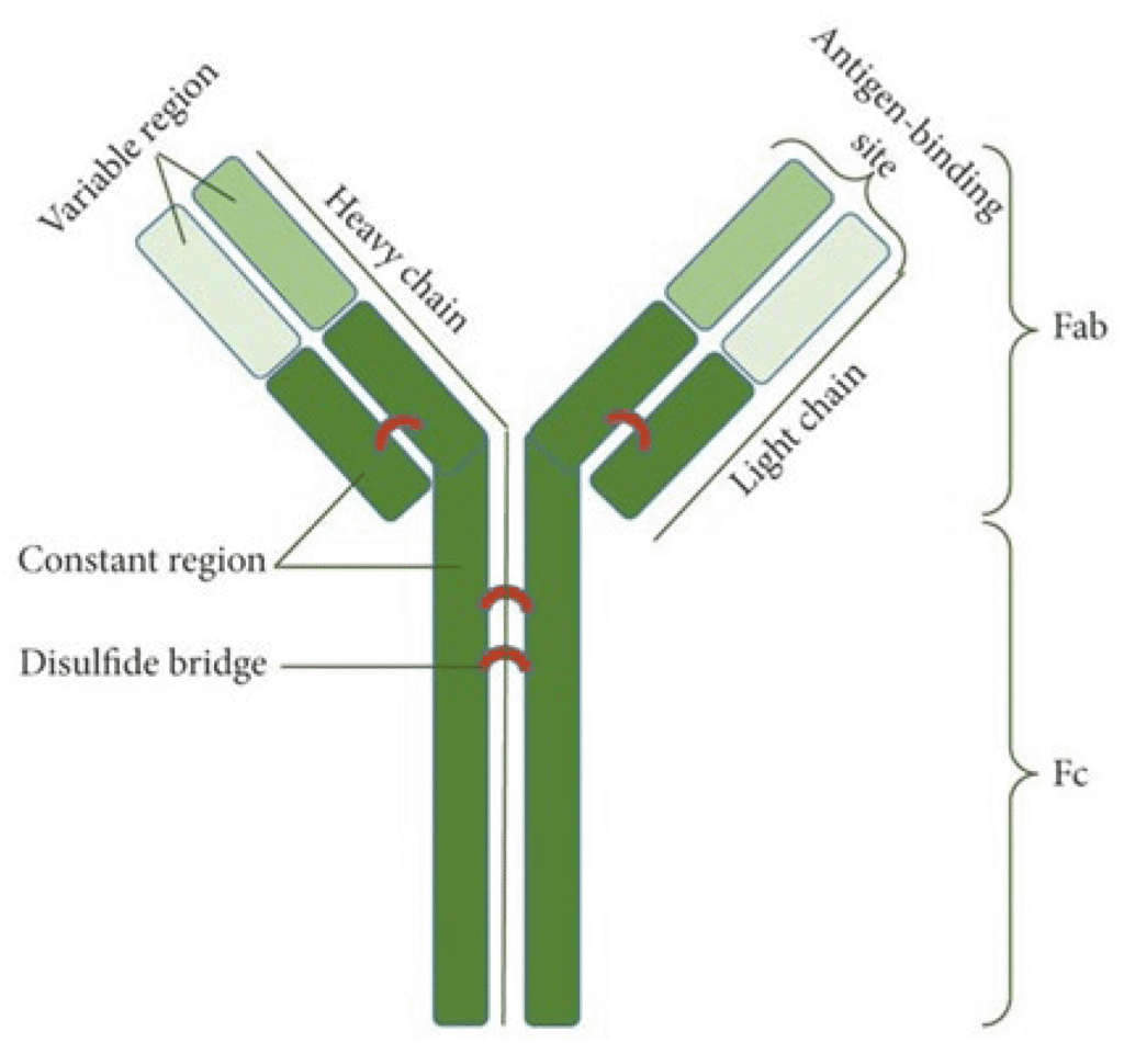 Antibody structure showing variable and constant regions, plus antigen-antibody binding