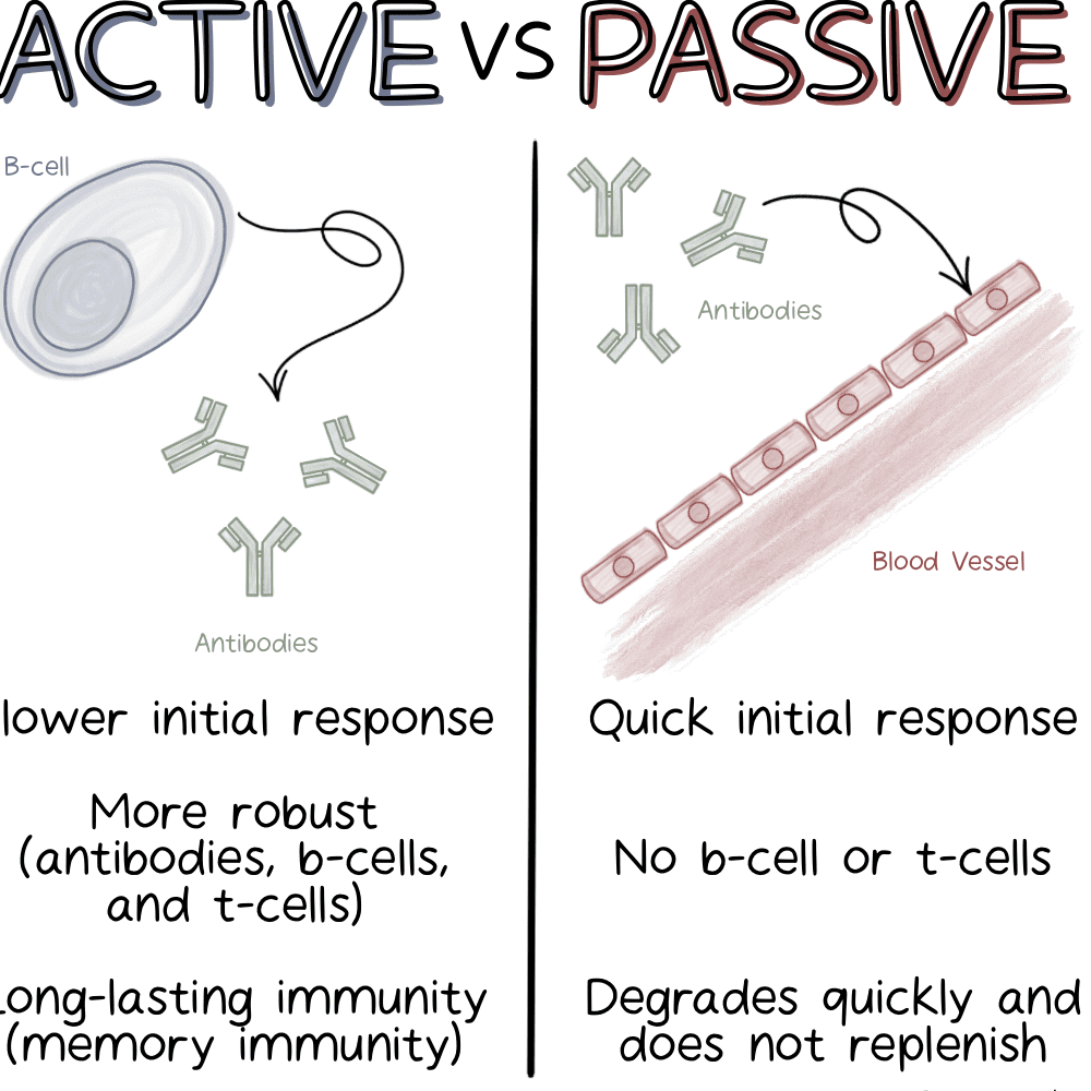 Comparison of Active vs Passive Immunity showing onset time, duration, memory cells, and examples
