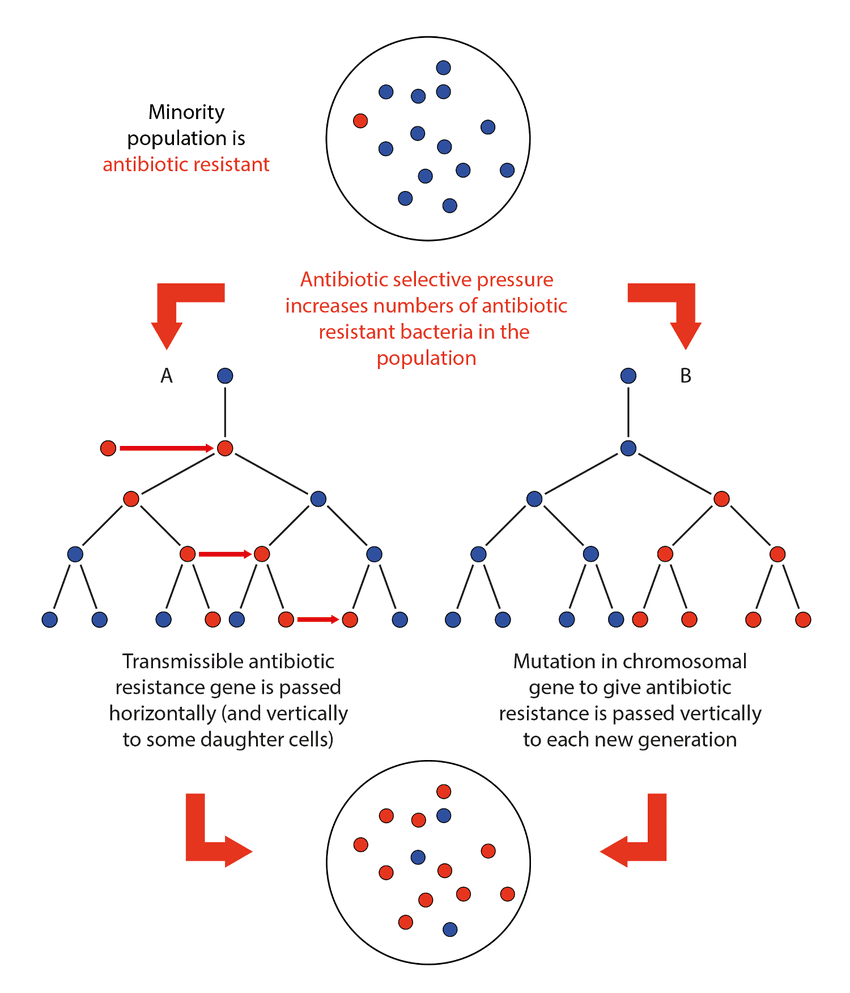 Selection pressure diagram showing how antibiotic use leads to resistant bacterial populations