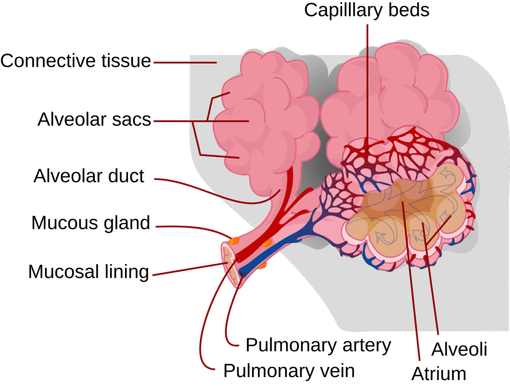 Detailed cross-section of an alveolus showing single-cell-thick wall, surrounding capillary network, red blood cells inside capillaries, moisture layer, and arrows indicating oxygen and carbon dioxide movement. Include labels for deoxygenated and oxygenated blood.