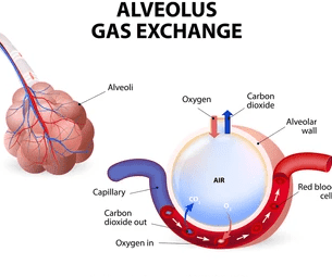 Flowchart showing oxygen and carbon dioxide movement during gas exchange. Show alveolus on left, capillary on right, with arrows indicating O₂ moving from alveolus to blood and CO₂ moving from blood to alveolus. Include concentration percentages.