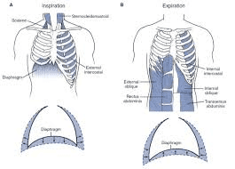 Two side-by-side illustrations showing the thoracic cavity during inspiration and expiration. Show the position of diaphragm, ribcage, lungs, and use arrows to indicate movement. Label "Volume increases/decreases" and "Pressure decreases/increases".