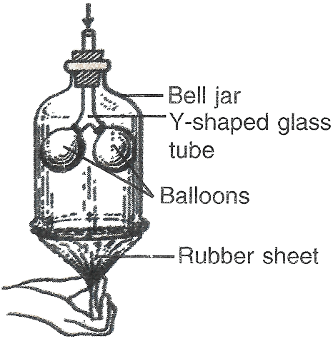 Bell jar model showing all components labeled, with two versions side by side-one showing "diaphragm" pulled down with inflated balloons, one showing "diaphragm" pushed up with deflated balloons.