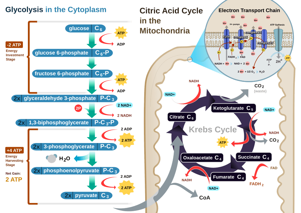 Overview of aerobic respiration showing glucose and oxygen entering a cell, and carbon dioxide, water, and ATP being produced