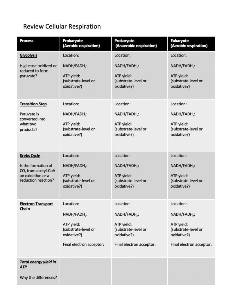 Comparison chart showing aerobic vs anaerobic respiration pathways, highlighting ATP yield differences