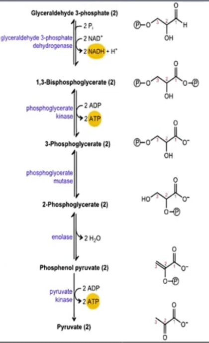 Glycolysis pathway showing glucose converting to pyruvate with ATP and NADH production points marked