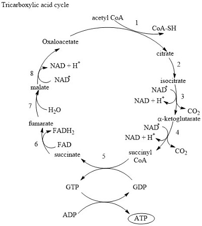 Circular diagram of Krebs cycle showing entry of acetyl-CoA, CO₂ release points, and production of NADH, FADH₂, and ATP