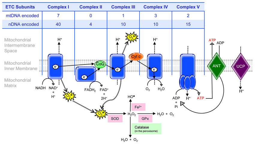 Electron transport chain showing protein complexes, electron flow, proton pumping, and ATP synthase