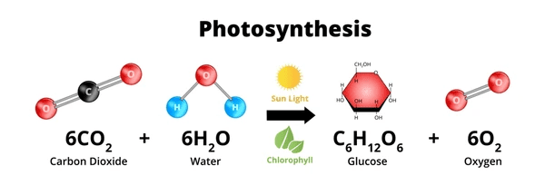 Side-by-side comparison of photosynthesis and respiration equations with arrows showing opposite directions