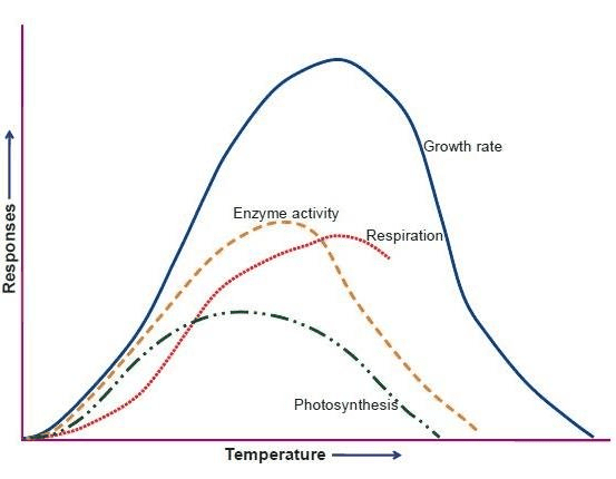 Factors affecting respiration rate with optimal conditions and effects