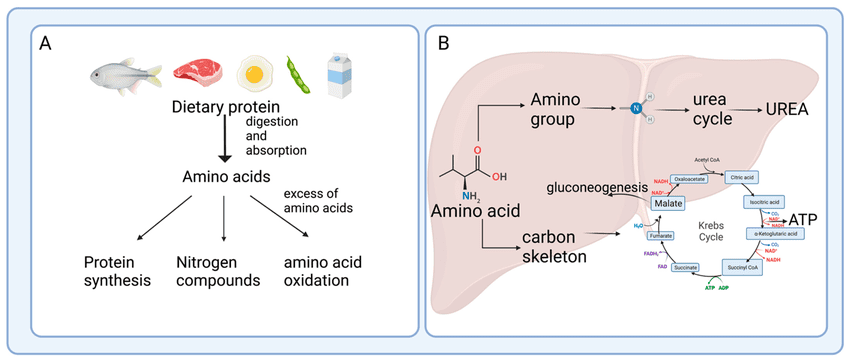 Deamination process showing amino acid → ammonia + organic acid, then ammonia → urea in liver