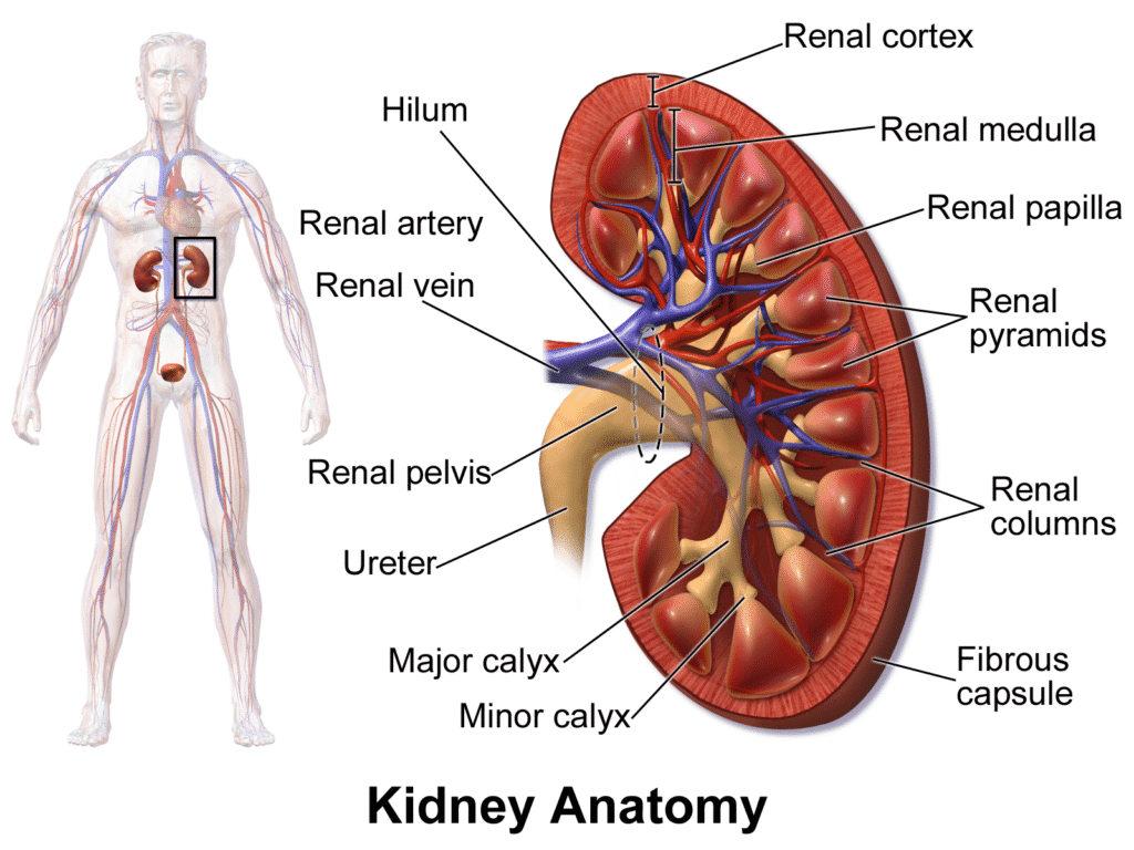 Cross-section of kidney showing cortex, medulla, pelvis, ureter, and blood vessels