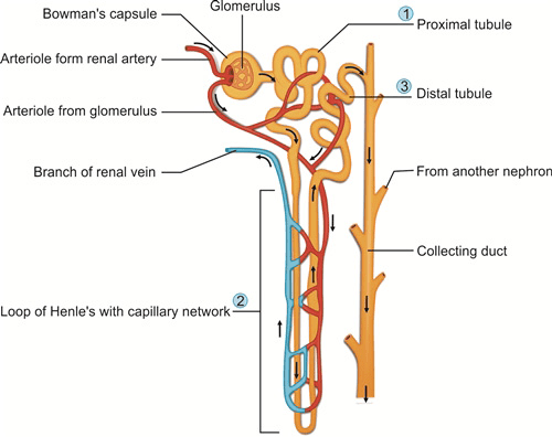 Detailed nephron structure showing Bowman's capsule, glomerulus, proximal convoluted tubule, loop of Henle, distal convoluted tubule, and collecting duct
