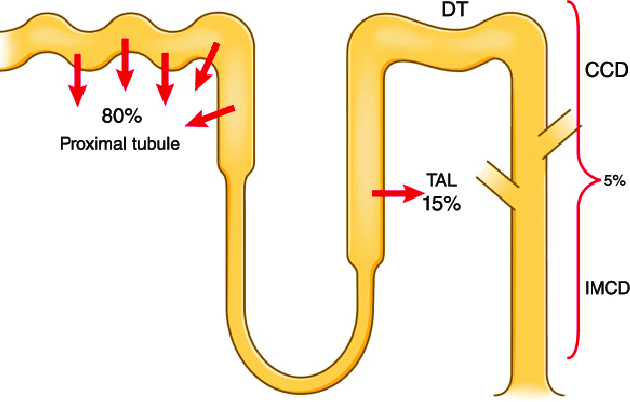 Nephron showing percentage of water reabsorption at different regions