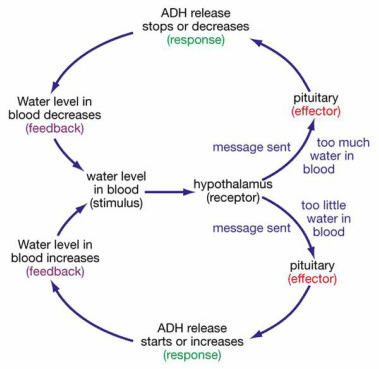 Feedback loop showing ADH regulation of water balance