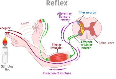 Complete nervous system showing brain, spinal cord, sensory neurons, motor neurons, and their connections to receptors and effectors with directional arrows indicating signal flow